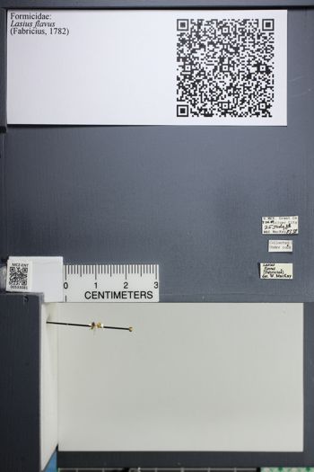 Media type: image;   Entomology 533081